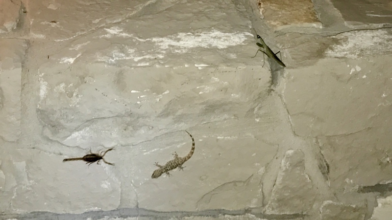 Scorpion vs. Gecko vs. Praying Mantis battle royale on the wall of my house.